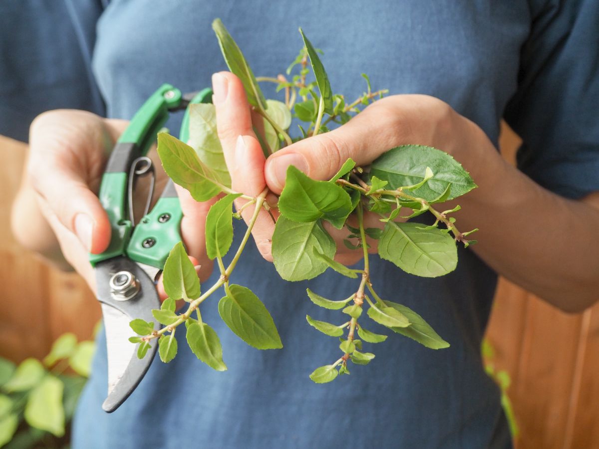 fuchsia cuttings for propagating