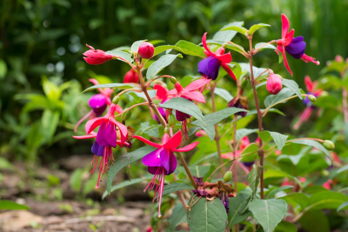 A fuchsia in a perennial bed