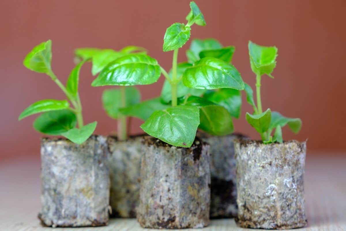 fuchsias started from seed