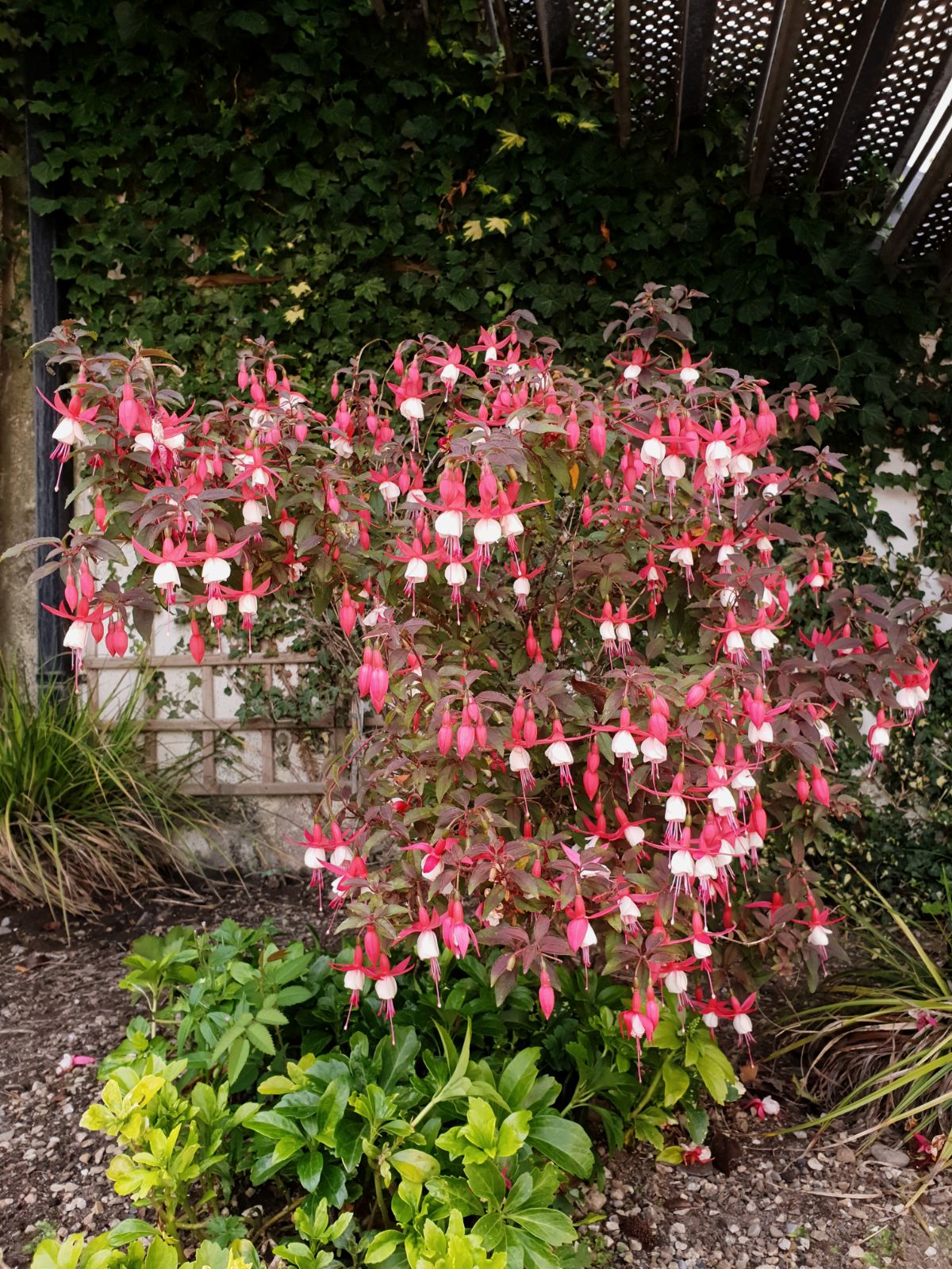 A tall fuchsia plant