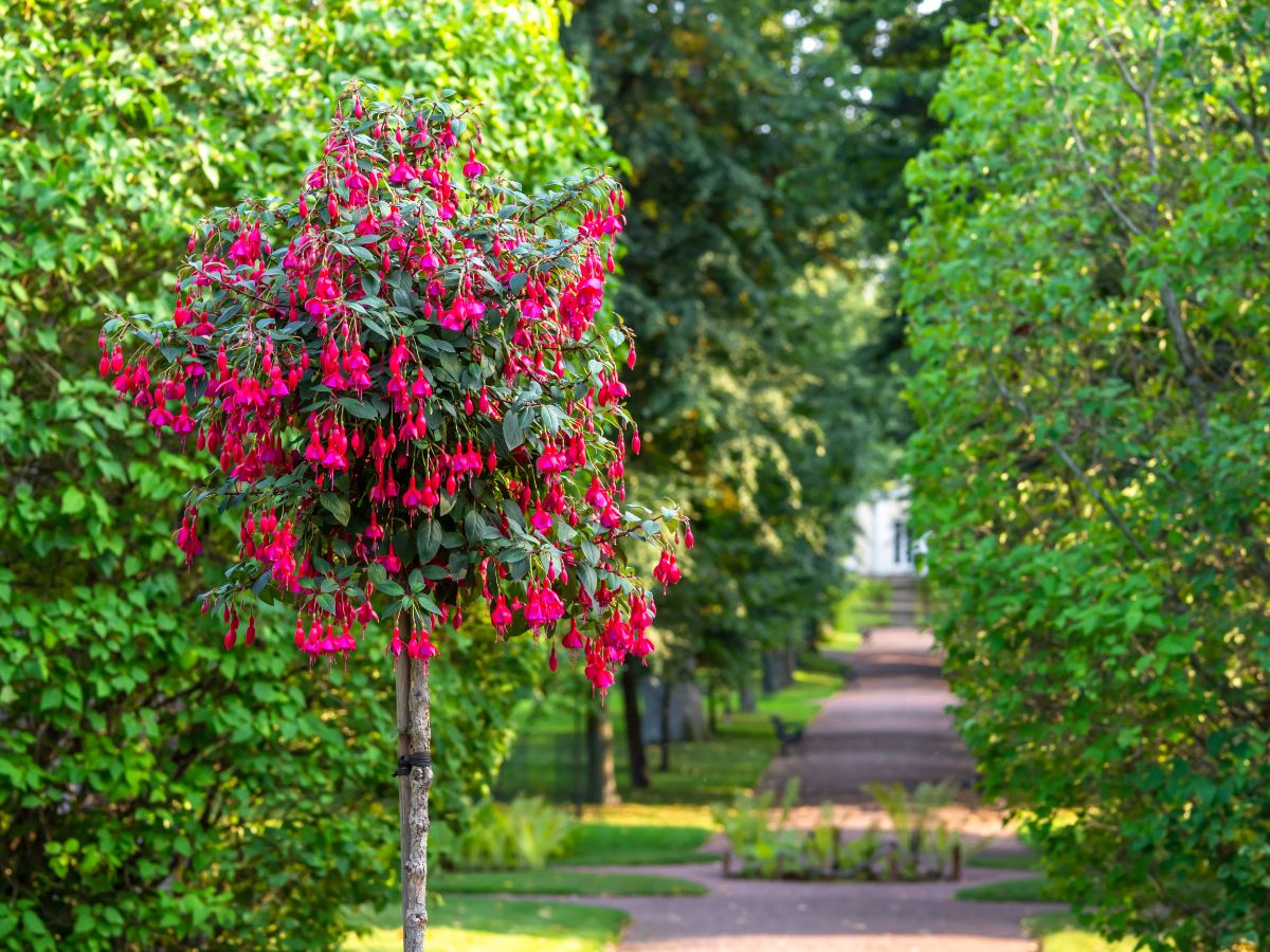 A hanging fuchsia plant treated like a topiary