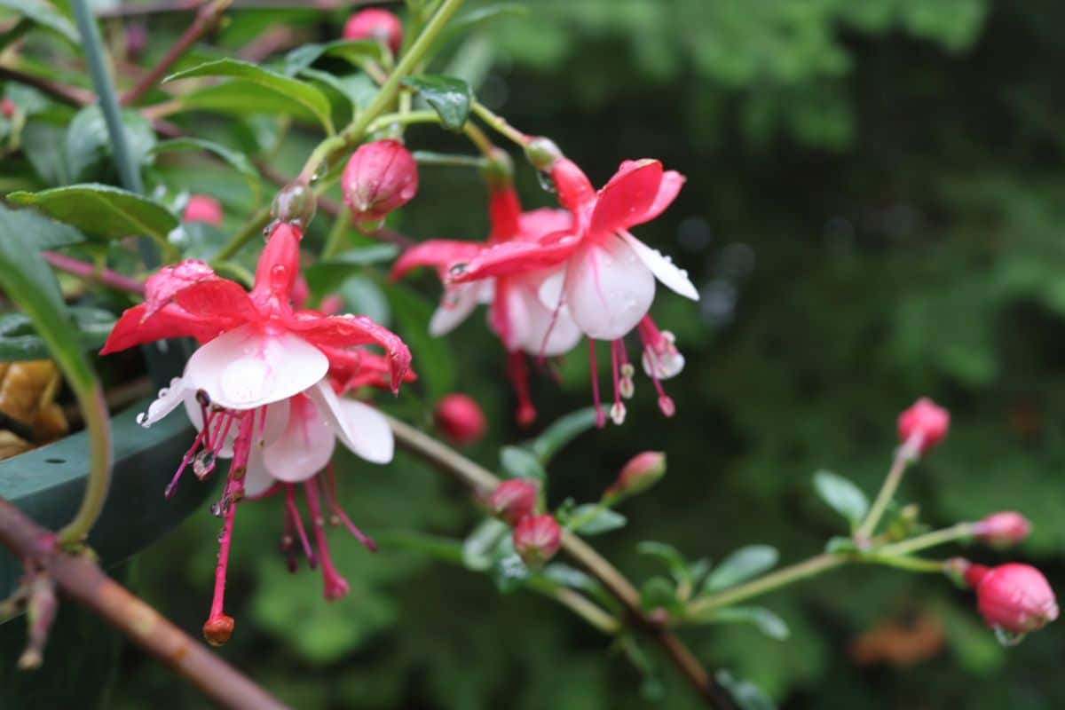 White and pink fuchsia plant