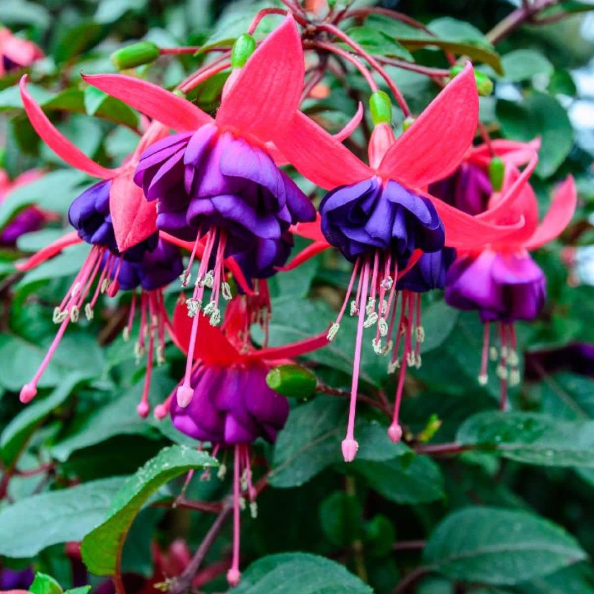 Fuchsia flowers in red-purple bloom.