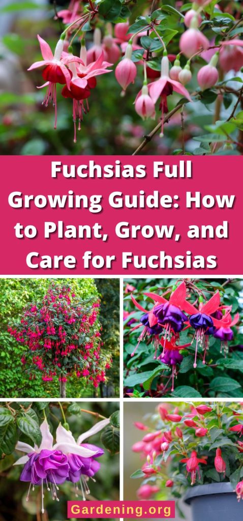 Fuchsias Full Growing Guide: How to Plant, Grow, and Care for Fuchsias pinterest image.