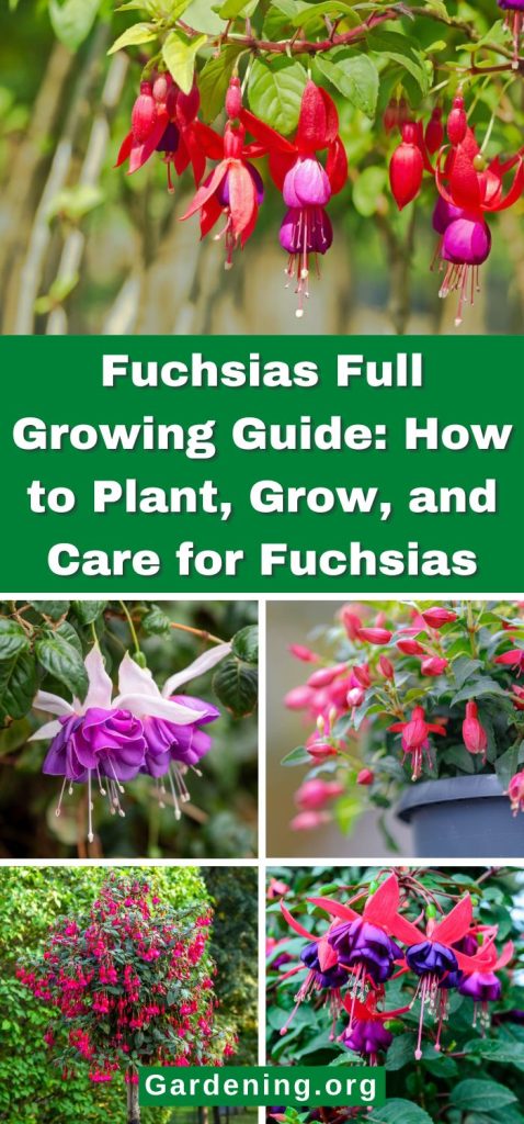 Fuchsias Full Growing Guide: How to Plant, Grow, and Care for Fuchsias pinterest image.