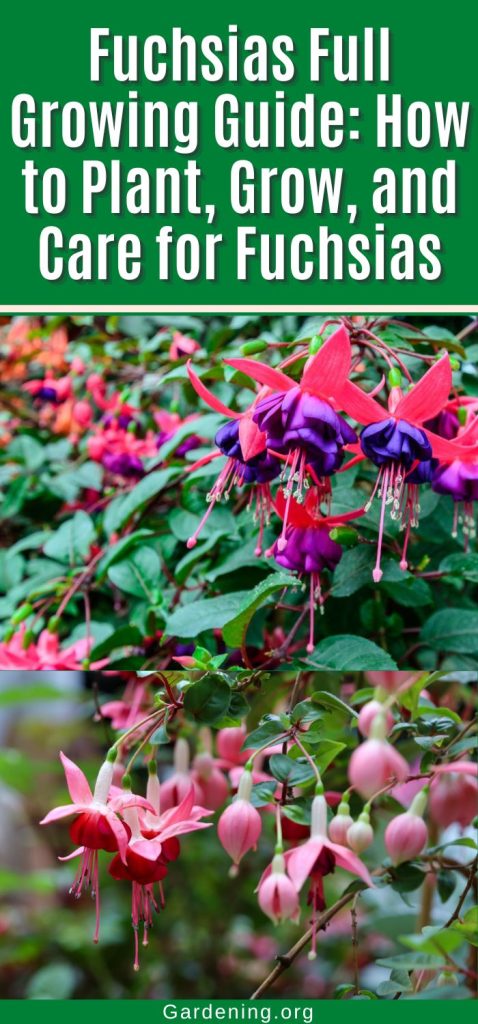 Fuchsias Full Growing Guide: How to Plant, Grow, and Care for Fuchsias pinterest image.