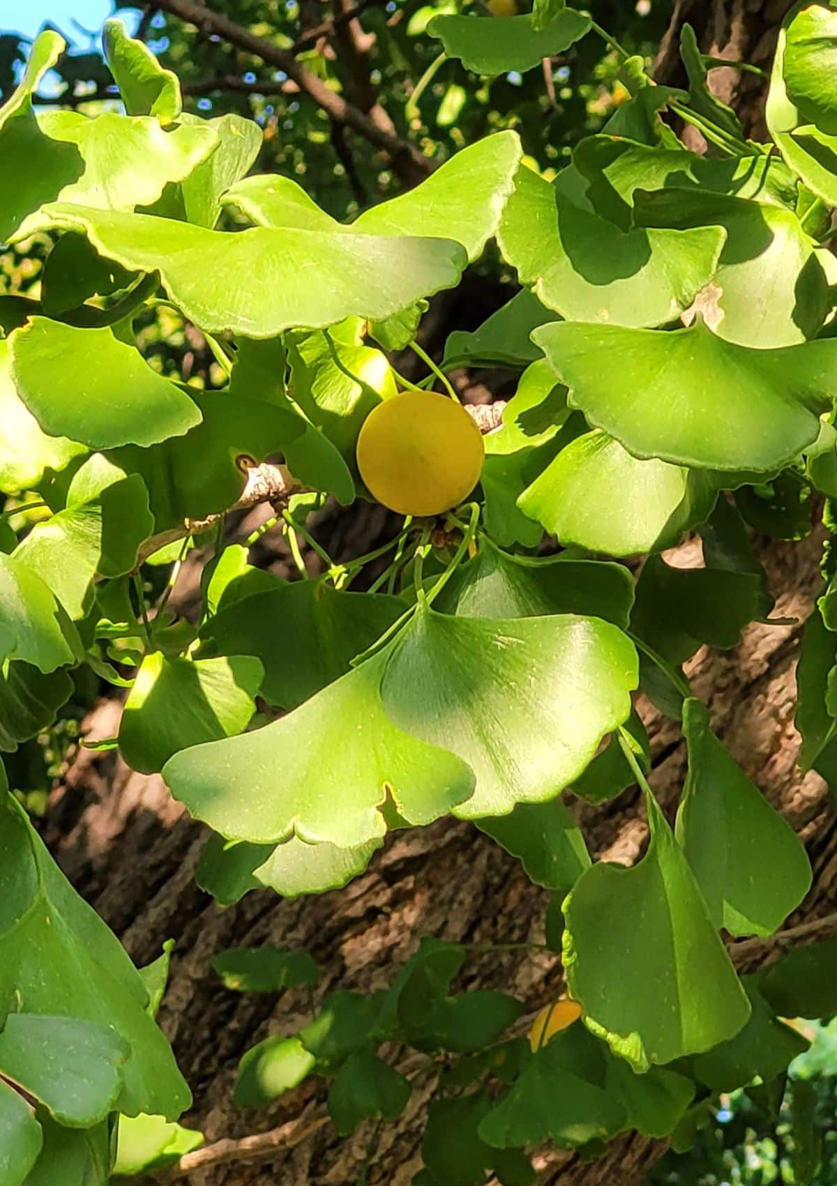 Ginkgo tree with a little golden fruit