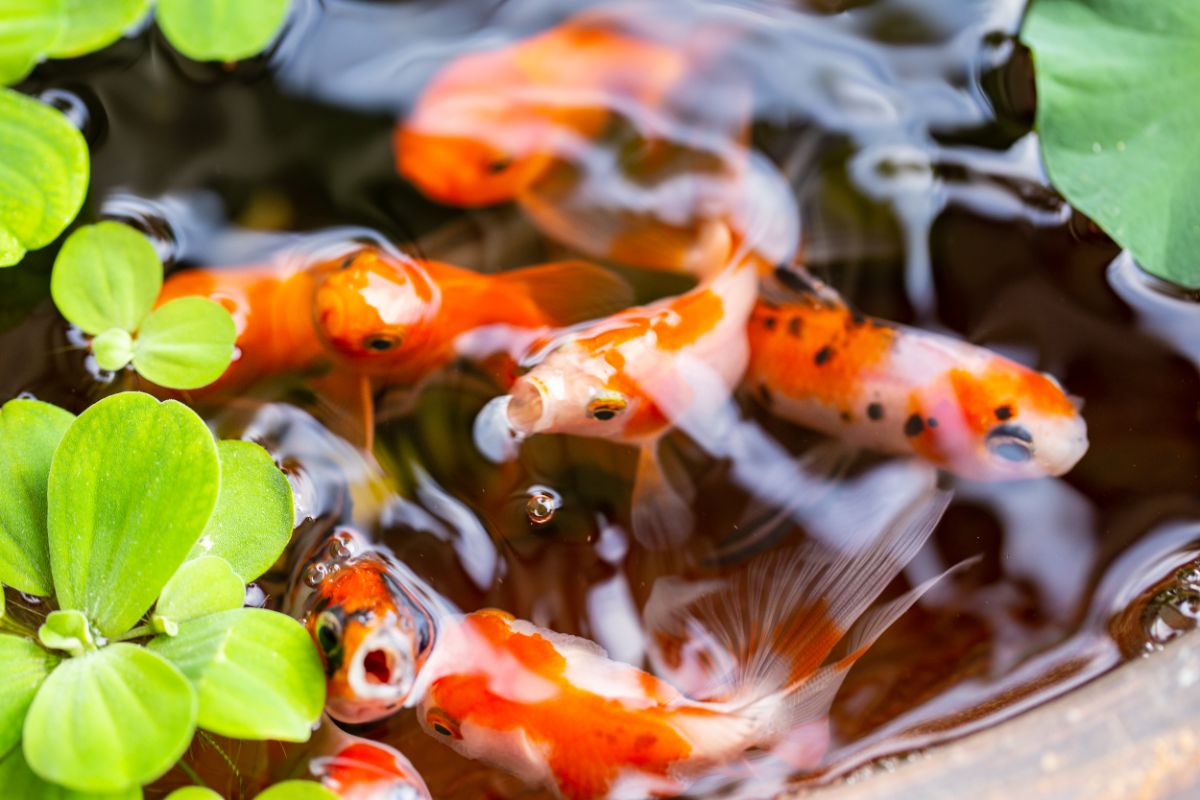 Koi fish nibbling on pond plants