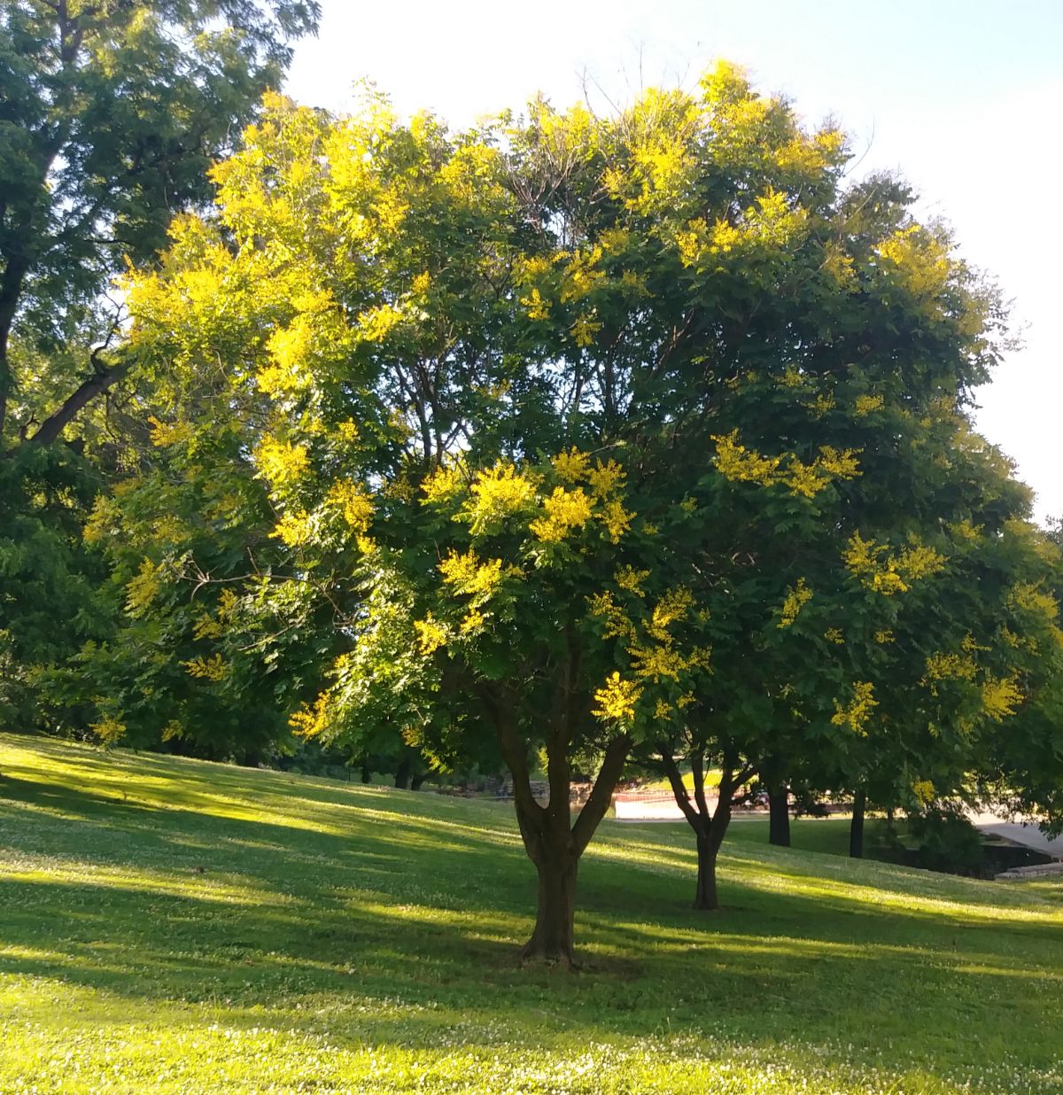 Golden rain tree in a park