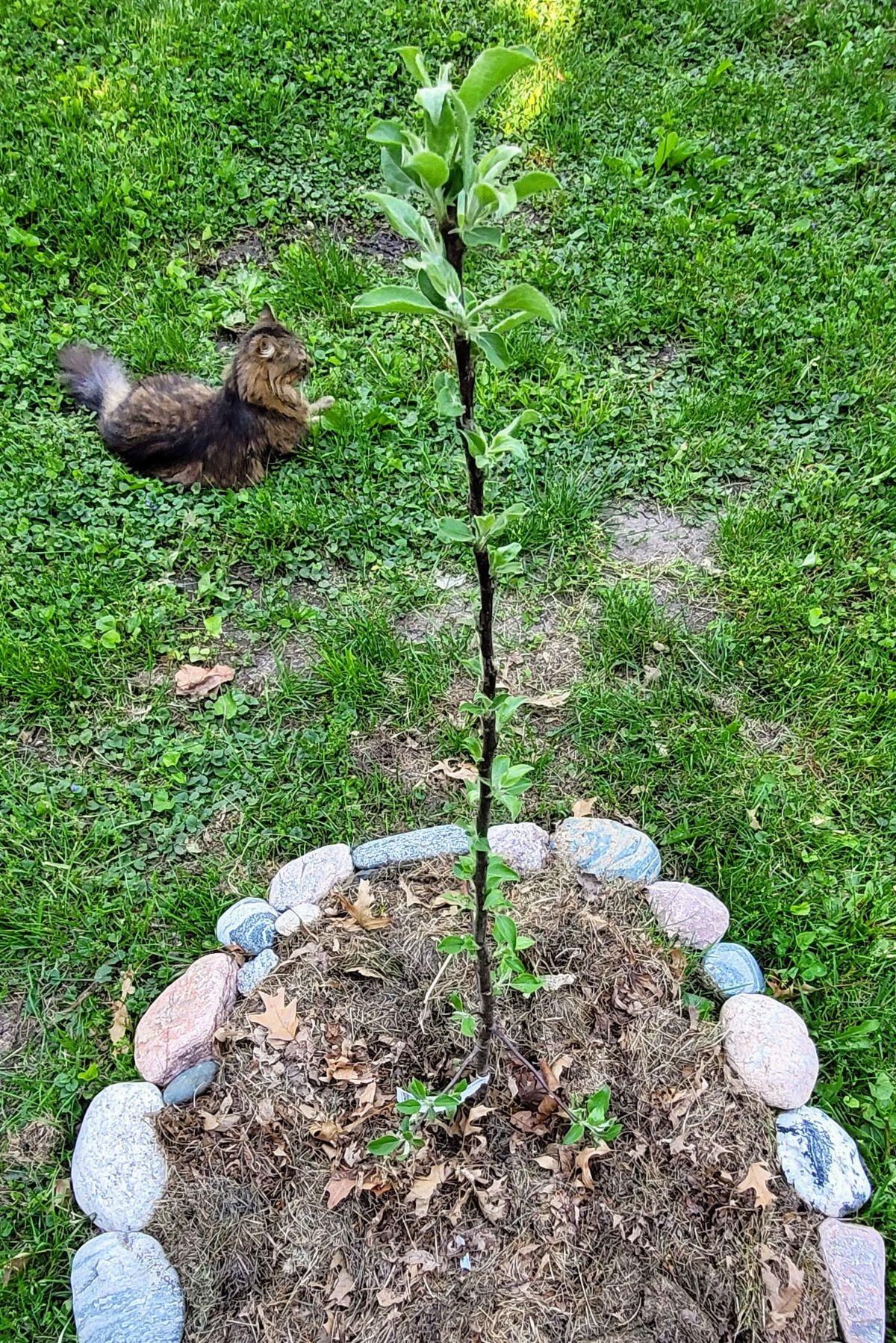 Gravenstein apple tree