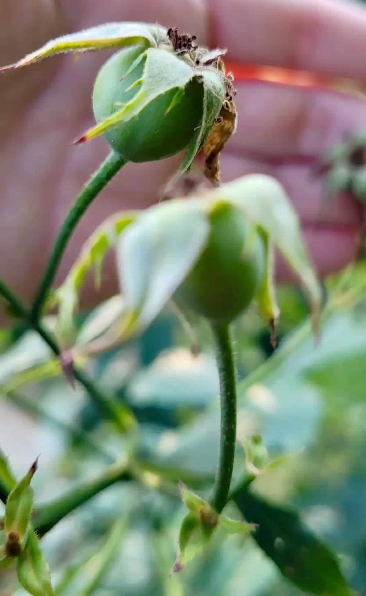 Unripened rose hips