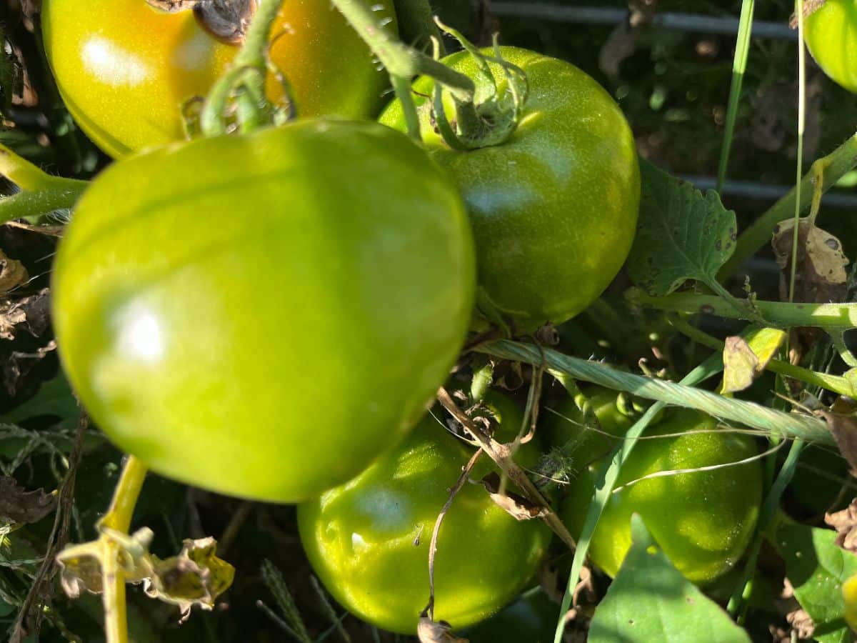 Tomatoes in mature green and breaker stage