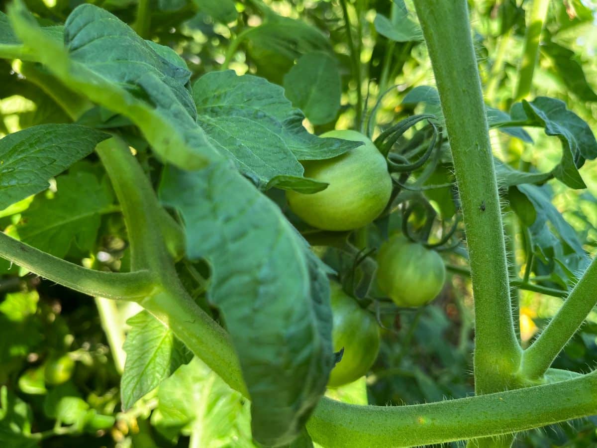 Green tomatoes on a tomato plant