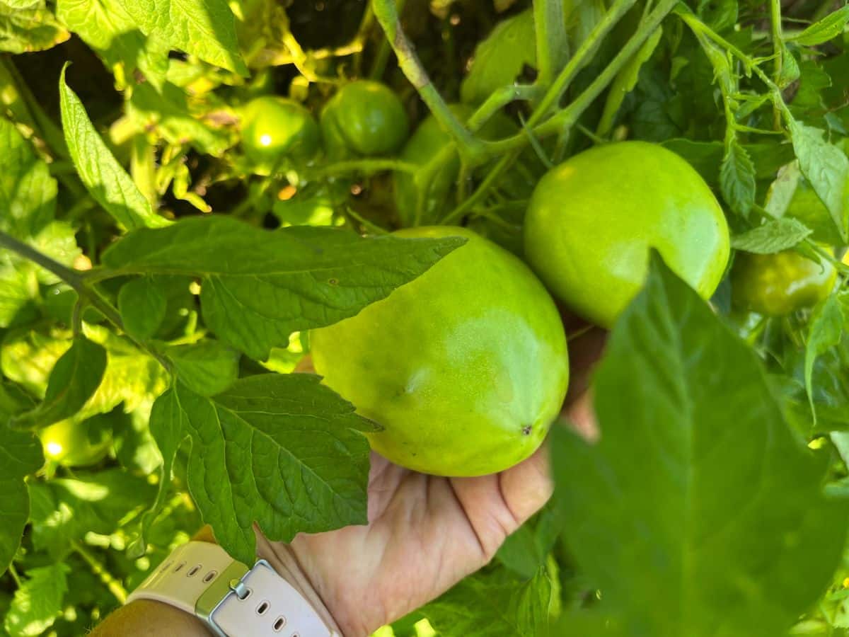 A mature green tomato ready for off vine ripening