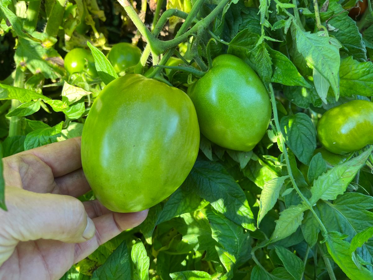 A tomato ready to ripen off the vine