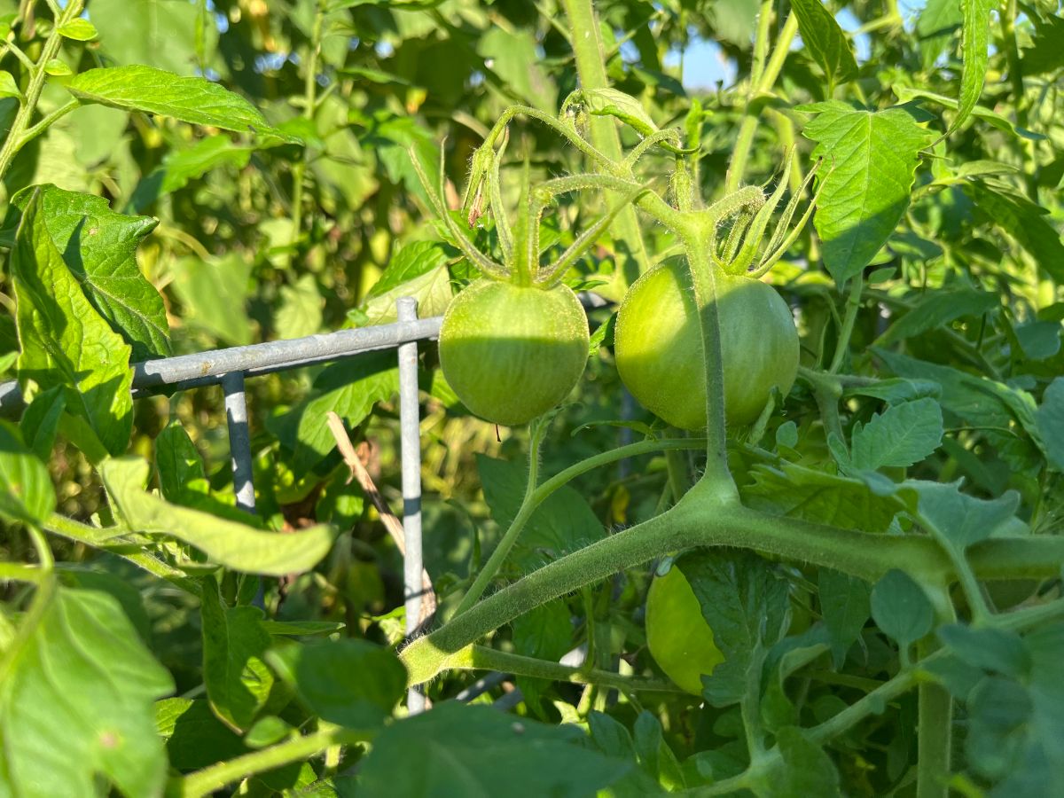 Young green immature tomatoes