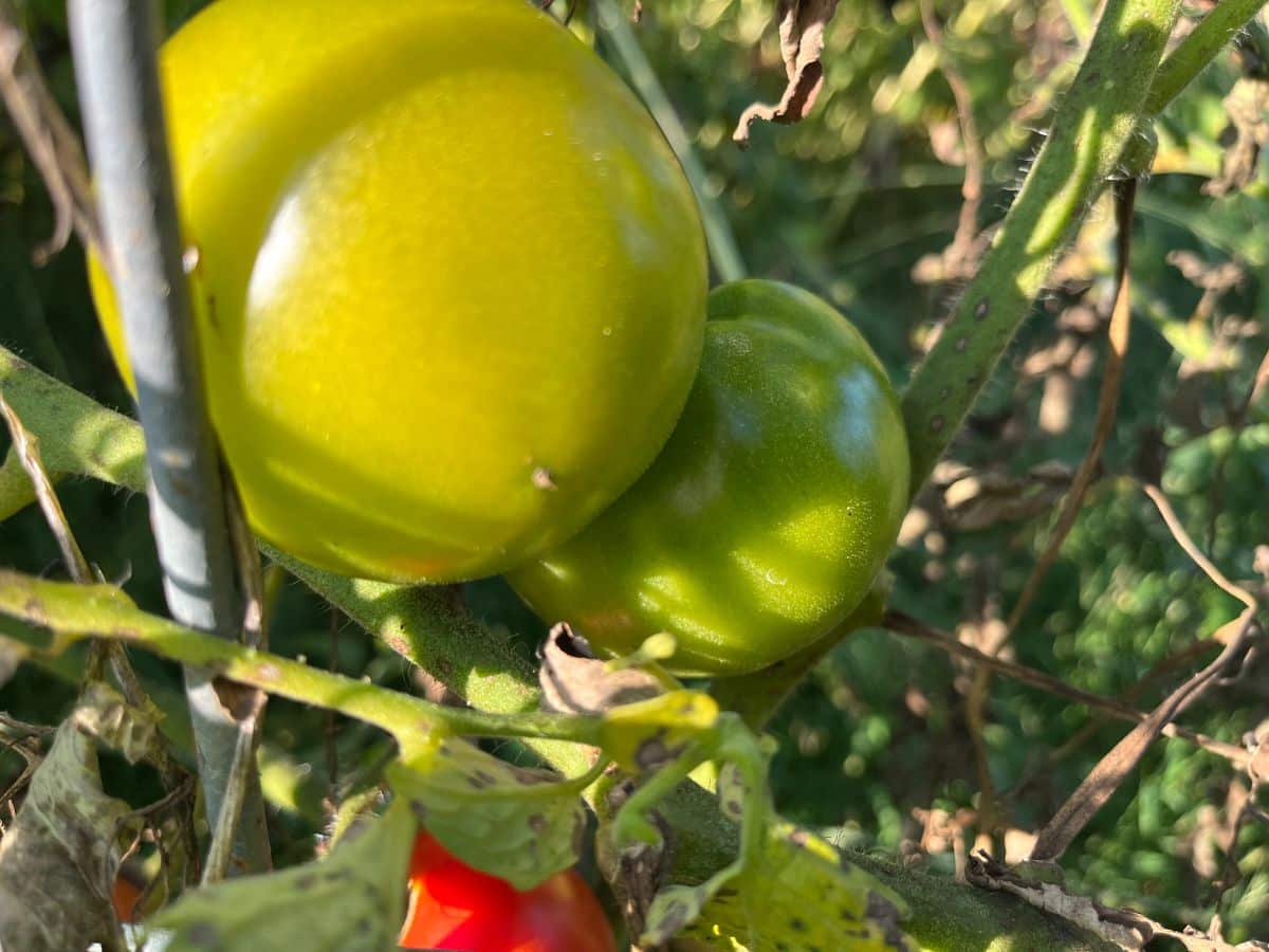 Tomatoes ripening on the vine with green