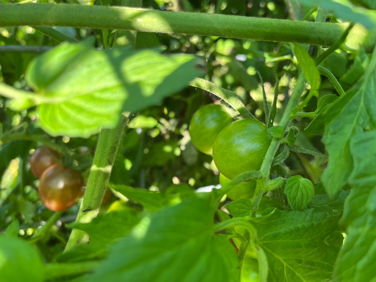 Tomatoes ready to ripen