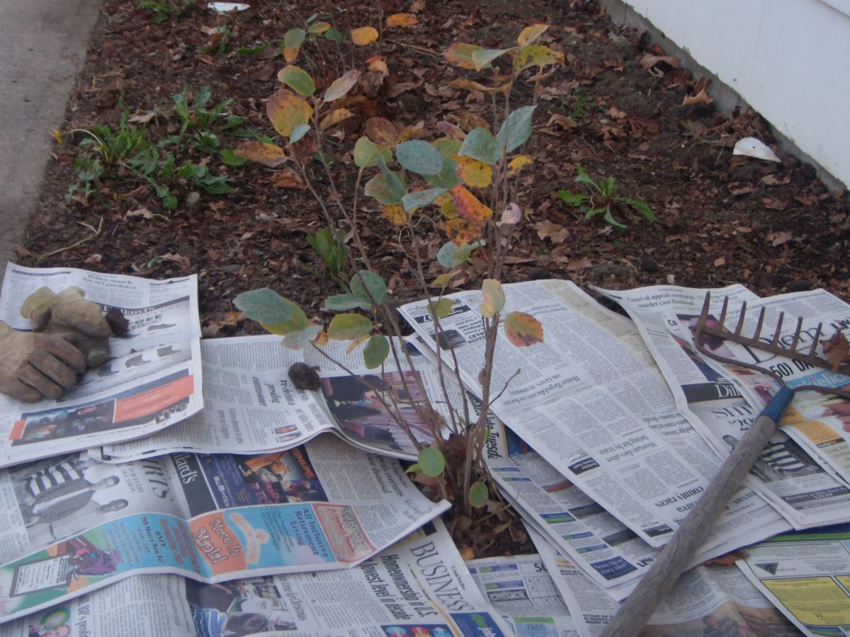 Newspaper mulch for controlling weeds