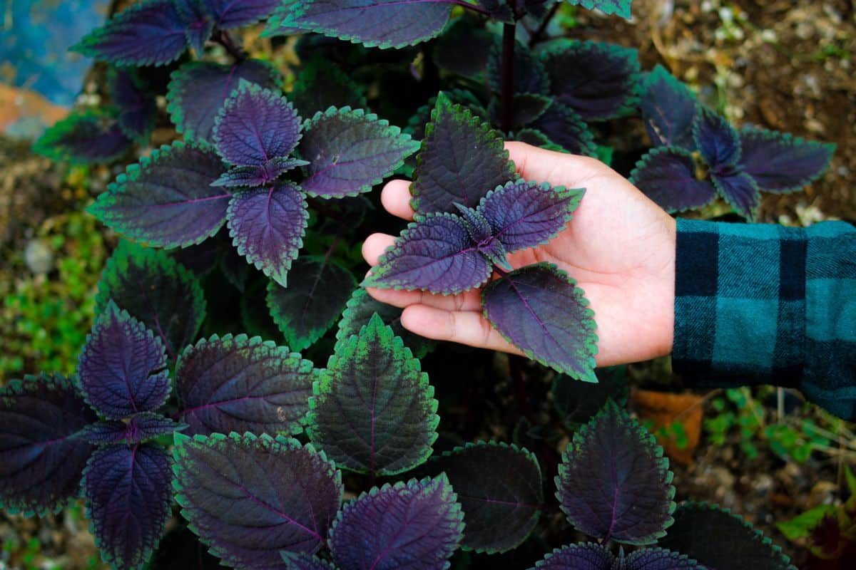 Purple coleus with green edged leaves