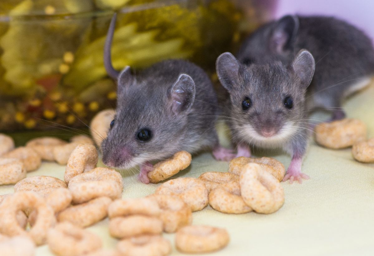 Mice eating cereal