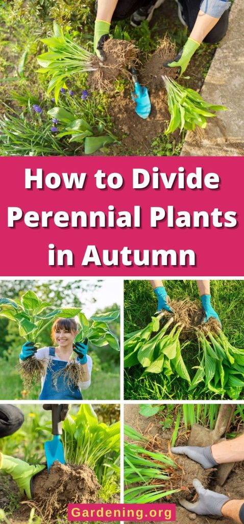 How to Divide Perennial Plants in Autumn pinterest image.