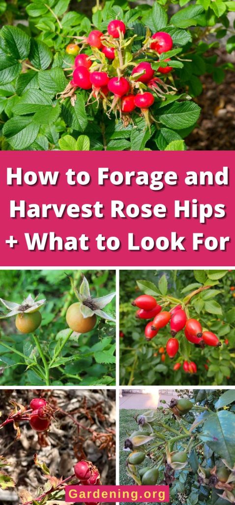 How to Forage and Harvest Rose Hips + What to Look For pinterest image.