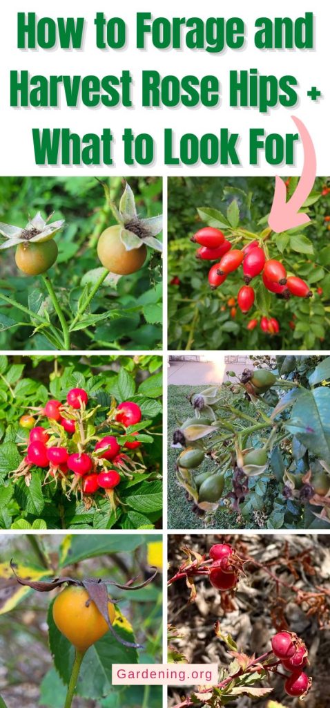 How to Forage and Harvest Rose Hips + What to Look For pinterest image.