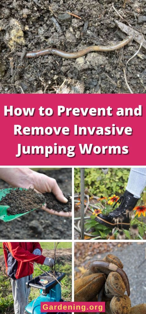 How to Prevent and Remove Invasive Jumping Worms pinterest image.