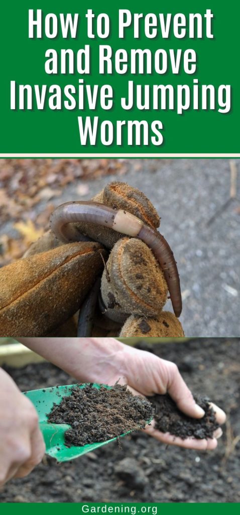 How to Prevent and Remove Invasive Jumping Worms pinterest image.