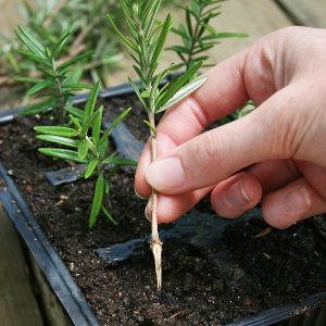 A rosemary herb plant is planted and propagated in a seedling tray to grow into a mature plant.