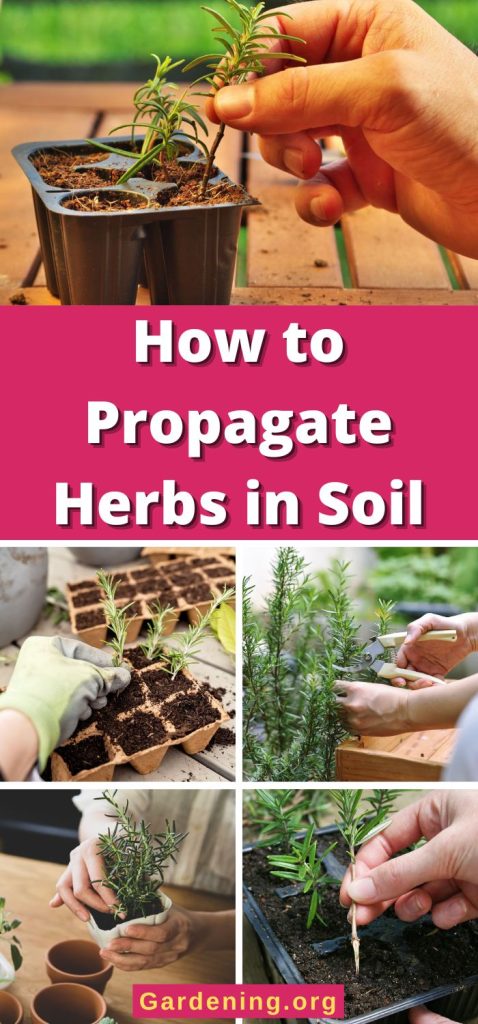How to Propagate Herbs in Soil pinterest image.