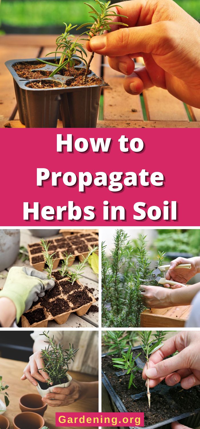 Photo inspiration: How To Propagate Herbs In Soil 10 Easy Steps Photo Inspiration