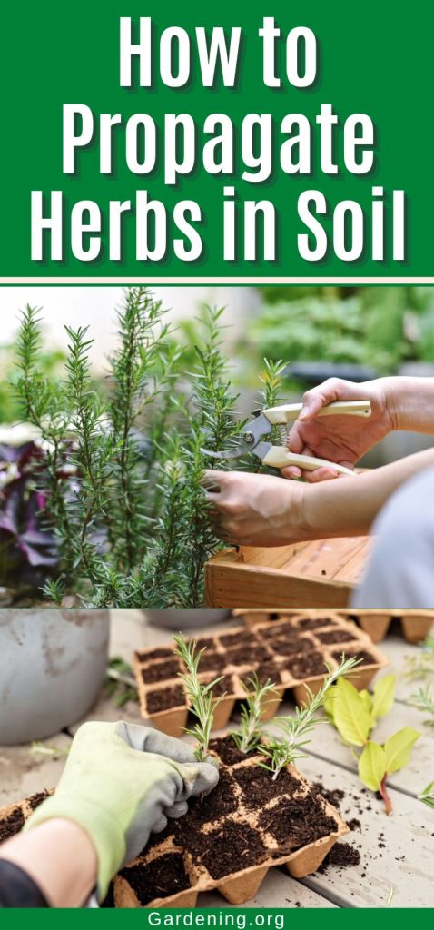 How to Propagate Herbs in Soil pinterest image.