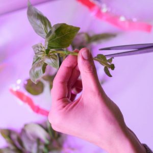 Close-up of woman's hands cutting and preparing basil plant for propagation.