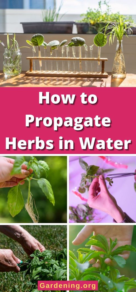 How to Propagate Herbs in Water pinterest image.