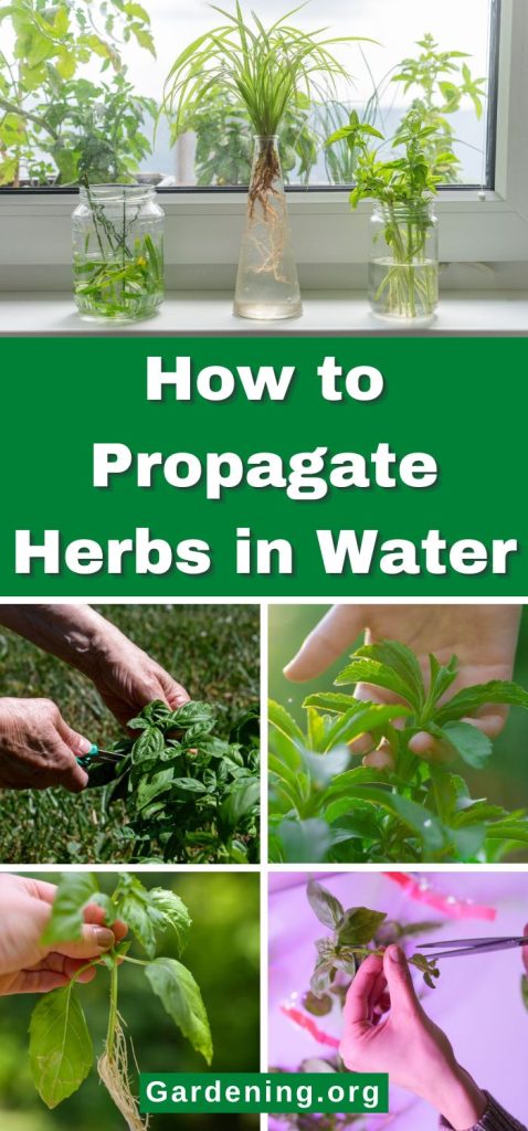 How to Propagate Herbs in Water pinterest image.