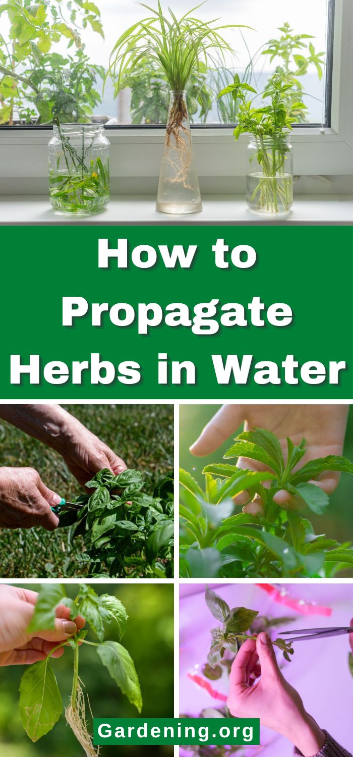 Photo inspiration: How To Propagate Herbs In Water 7 Types That Will Photo Inspiration
