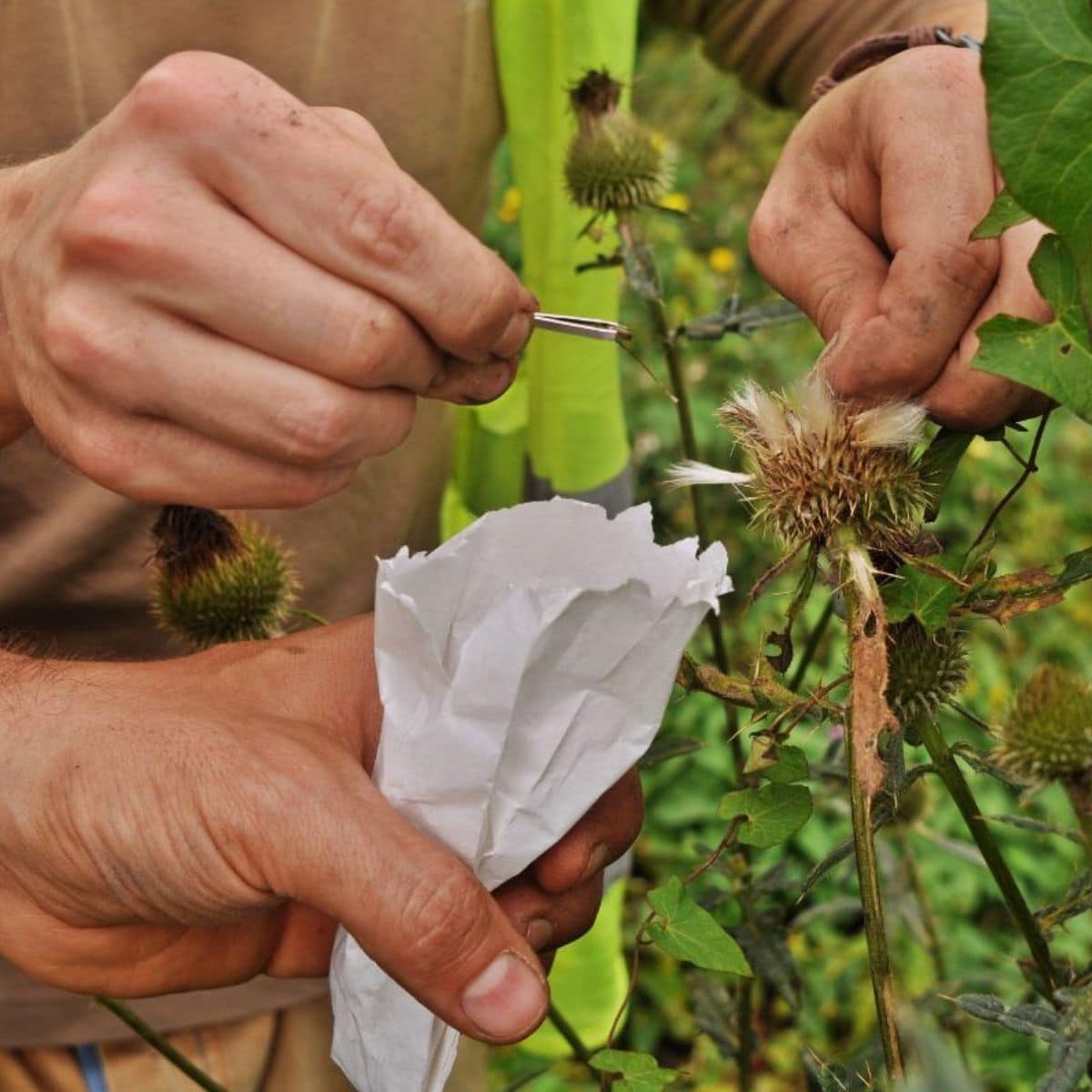 Biologists collect seeds of wild plants.