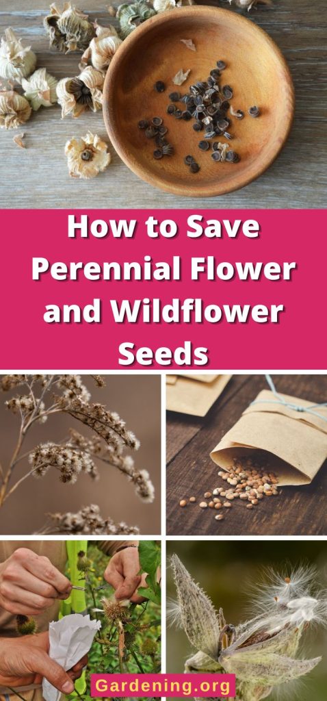 How to Save Perennial Flower and Wildflower Seeds pinterest image.