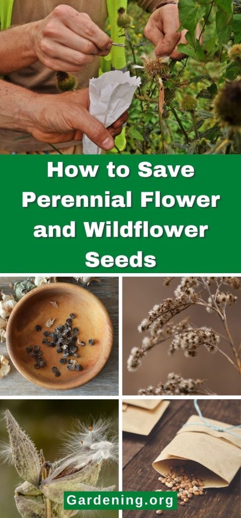 How to Save Perennial Flower and Wildflower Seeds pinterest image.