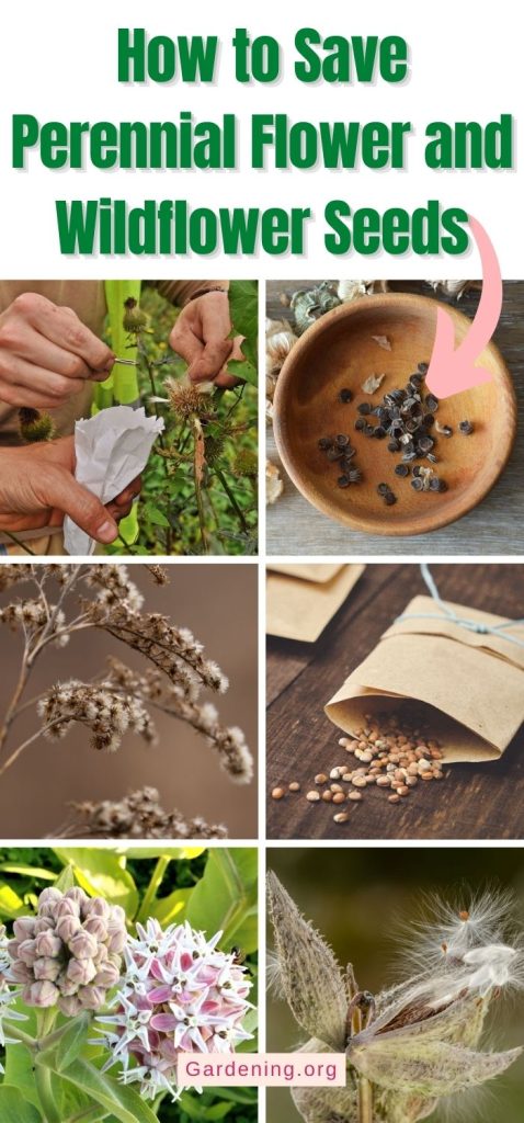 How to Save Perennial Flower and Wildflower Seeds pinterest image.