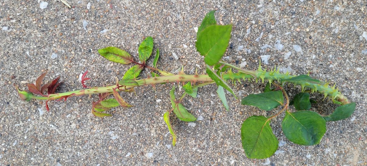 Rose with hyperthorny stem from rose rosette disease
