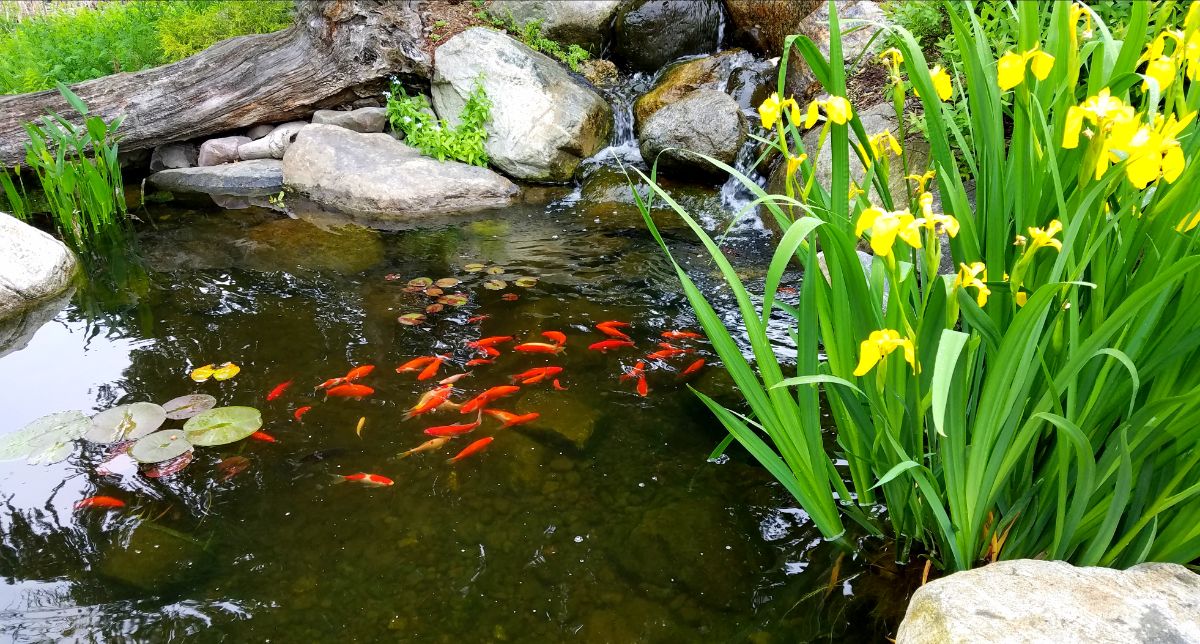 Plants in a koi pond with fish swimming