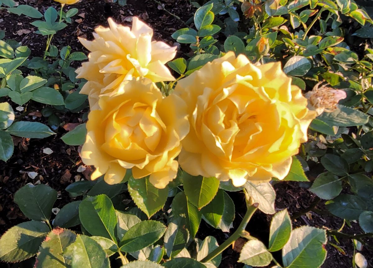 Yellow Julia Child roses