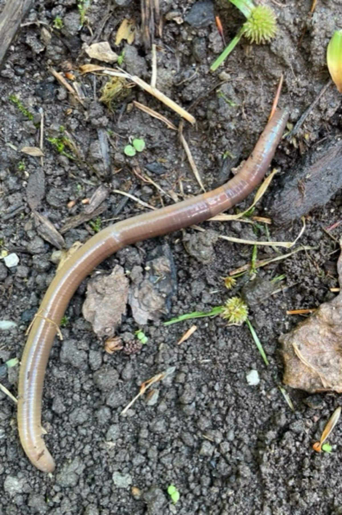 An Asian jumping worm