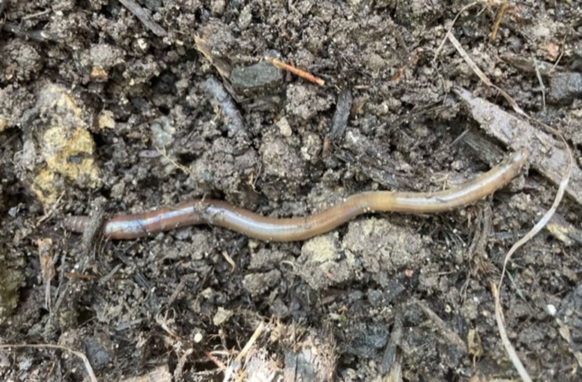 A jumping worm on the surface of soil