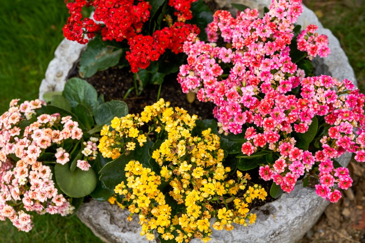 A container planter with different colors of kalanchoe