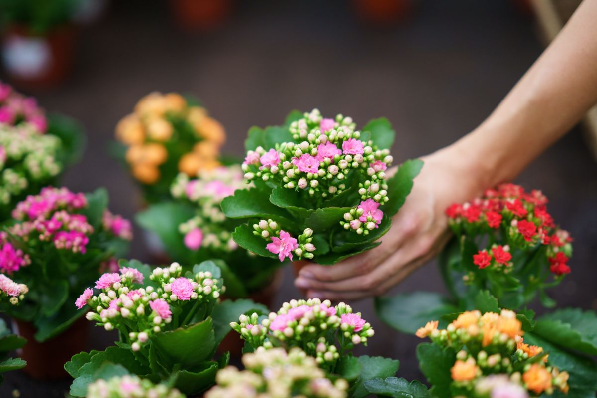 A selection of kalanchoes at a store