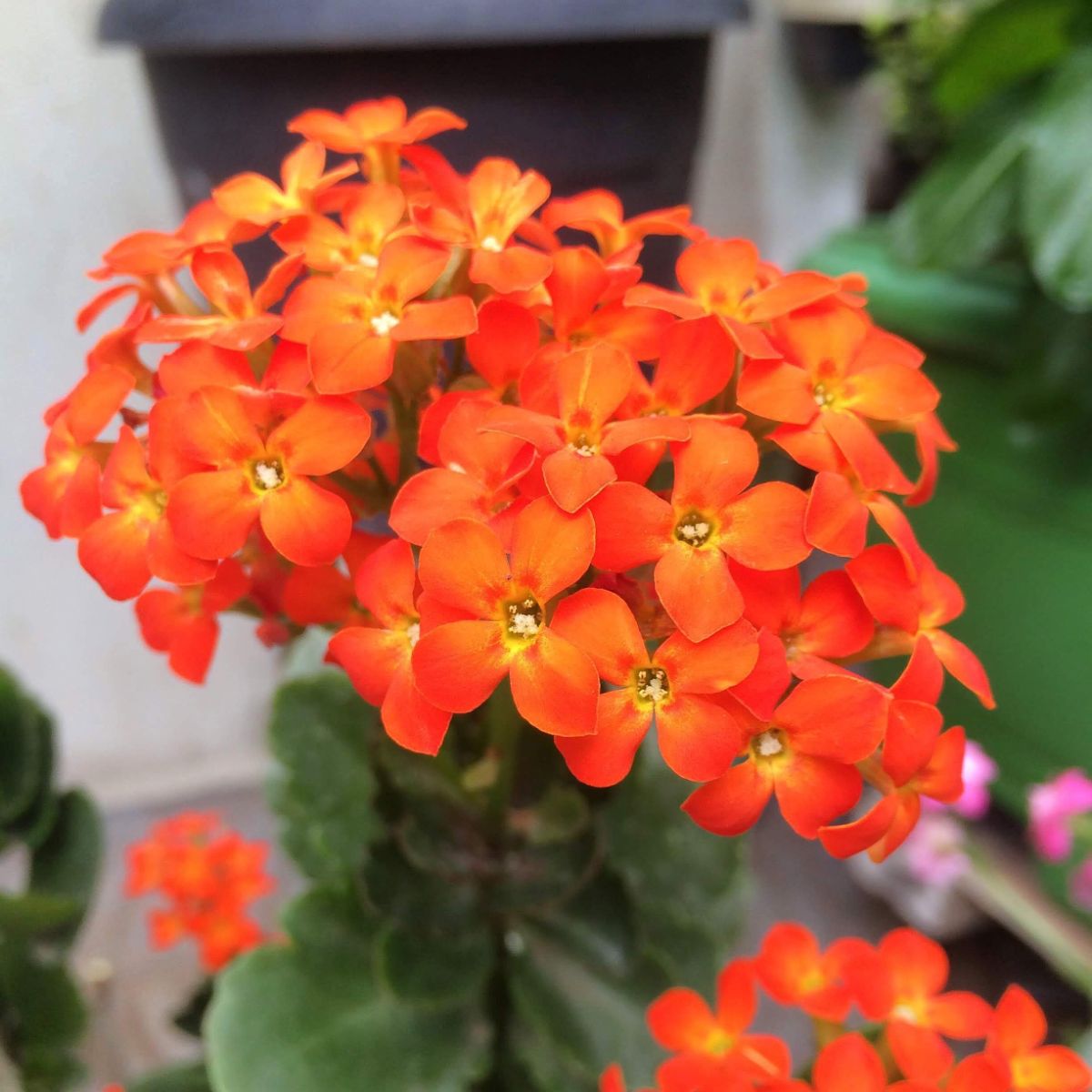 Orange kalanchoe flowers